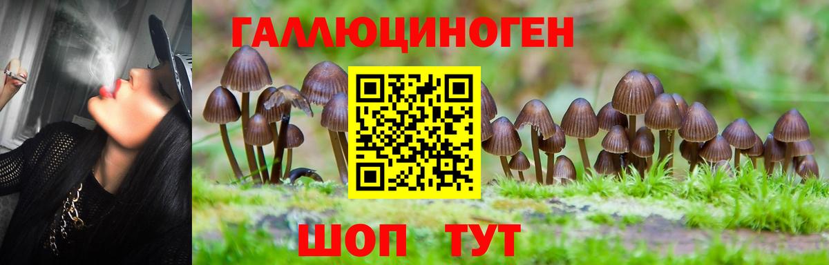Псилоцибиновые грибы Psilocybine cubensis Чапаевск